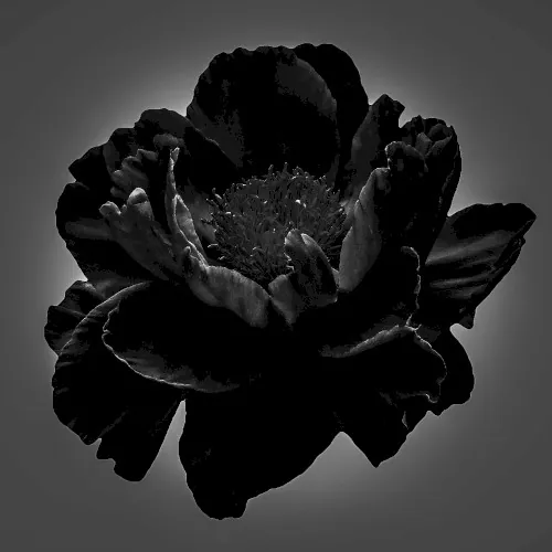 All Black cover
