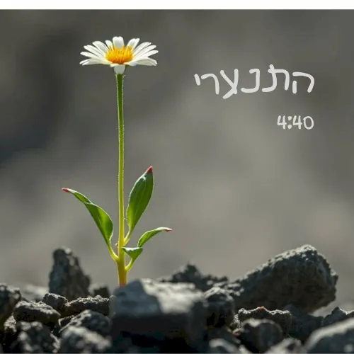 התנערי cover