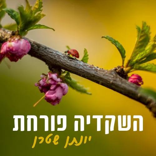 השקדיה פורחת cover